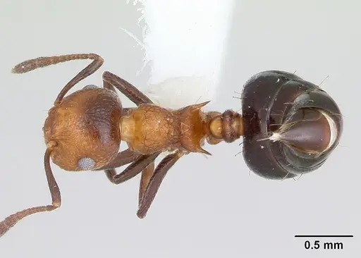 Crematogaster corticicola specimen CASENT0173934 image casent0173934_1