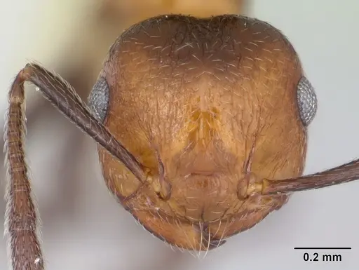 Crematogaster corticicola specimen CASENT0173934 image casent0173934_2