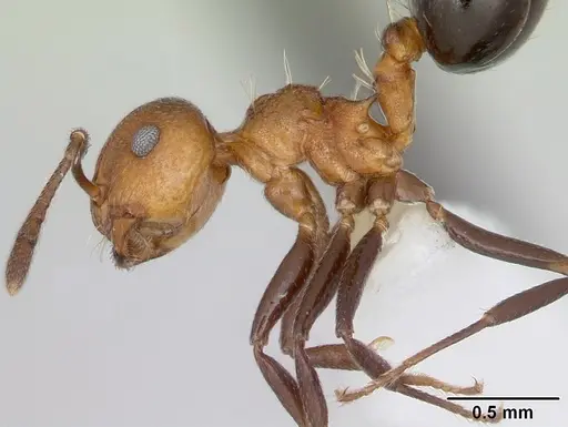 Crematogaster corticicola specimen CASENT0173934 image casent0173934_3