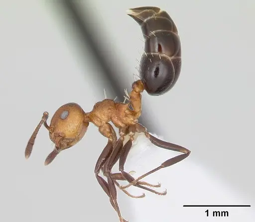 Crematogaster corticicola specimen CASENT0173934 image casent0173934_4