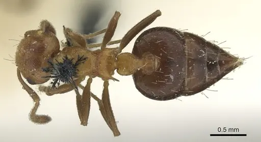 Crematogaster corticicola specimen CASENT0902148 image casent0902148_1
