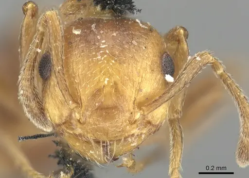 Crematogaster corticicola specimen CASENT0902148 image casent0902148_2