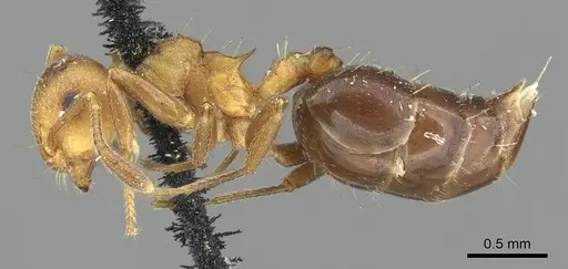Crematogaster corticicola specimen CASENT0902148 image casent0902148_3