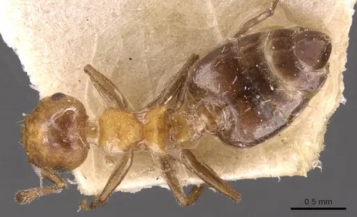 Crematogaster corticicola specimen CASENT0908415 image casent0908415_1