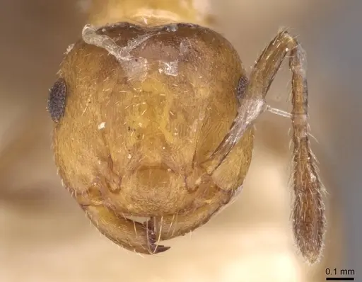 Crematogaster corticicola specimen CASENT0908415 image casent0908415_2