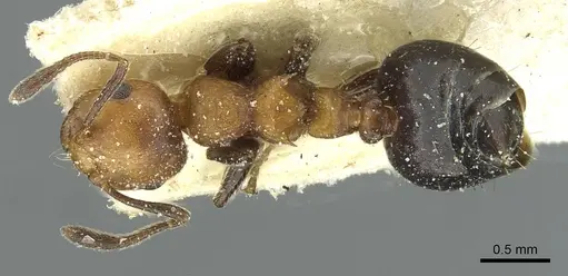 Crematogaster corticicola specimen CASENT0912740 image casent0912740_1