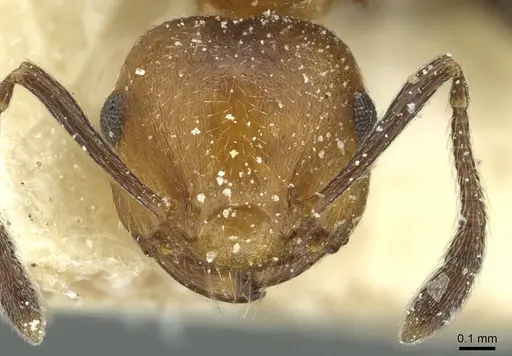 Crematogaster corticicola specimen CASENT0912740 image casent0912740_2