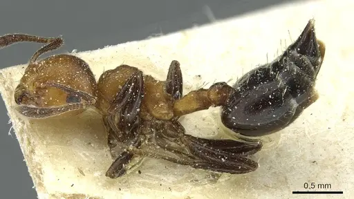 Crematogaster corticicola specimen CASENT0912740 image casent0912740_3