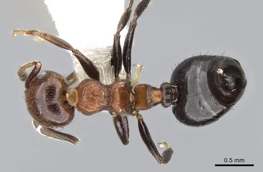 Crematogaster corticicola specimen CASENT0914556 image casent0914556_1