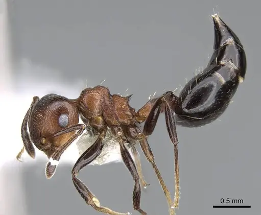 Crematogaster corticicola specimen CASENT0914556 image casent0914556_3