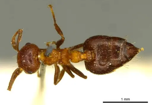 Crematogaster corticicola specimen CASENT0919697 image casent0919697_1