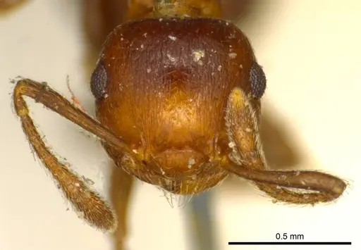 Crematogaster corticicola specimen CASENT0919697 image casent0919697_2