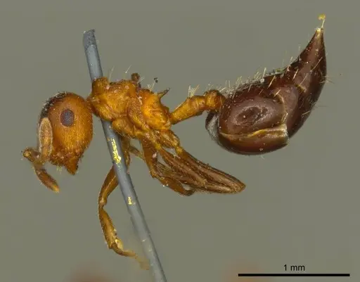 Crematogaster corticicola specimen CASENT0919697 image casent0919697_3