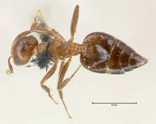 Crematogaster corticicola specimen FOCOL1620 image focol1620_1