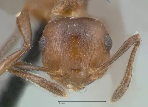 Crematogaster corticicola specimen FOCOL1620 image focol1620_2