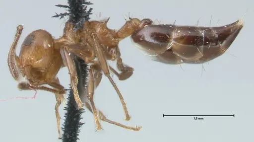 Crematogaster corticicola specimen FOCOL1620 image focol1620_3