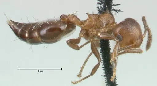 Crematogaster corticicola specimen FOCOL1620 image focol1620_4