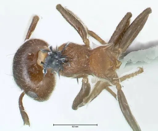 Crematogaster corticicola specimen FOCOL1621 image focol1621_1