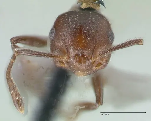 Crematogaster corticicola specimen FOCOL1621 image focol1621_2