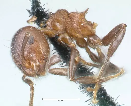 Crematogaster corticicola specimen FOCOL1621 image focol1621_3