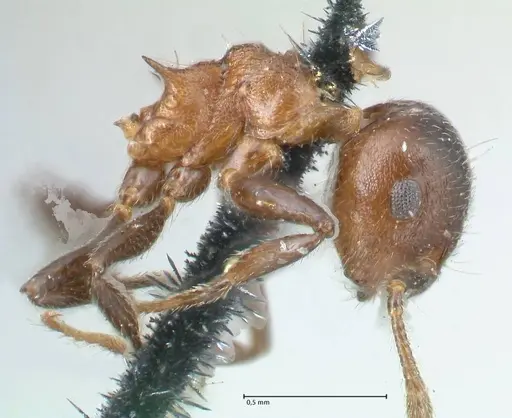 Crematogaster corticicola specimen FOCOL1621 image focol1621_4