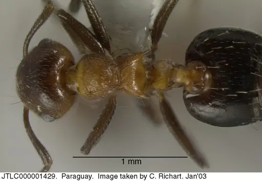 Crematogaster corticicola specimen JTLC000001429 image jtlc000001429_1