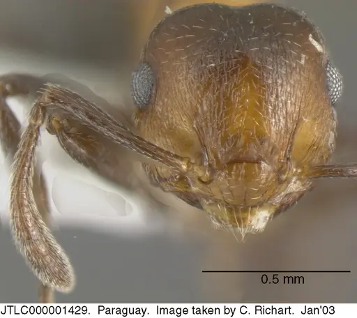 Crematogaster corticicola specimen JTLC000001429 image jtlc000001429_2