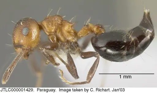 Crematogaster corticicola specimen JTLC000001429 image jtlc000001429_3