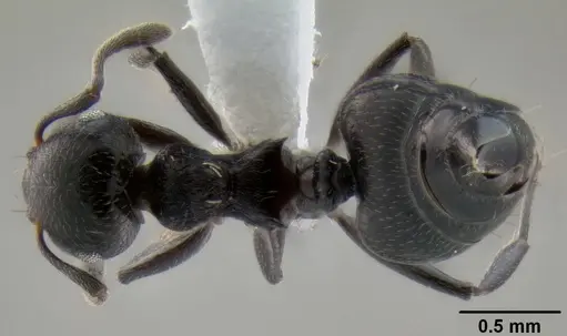 Crematogaster corvina specimen CASENT0193759 image casent0193759_1