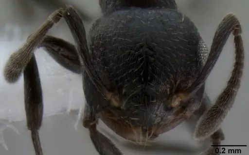Crematogaster corvina specimen CASENT0193759 image casent0193759_2