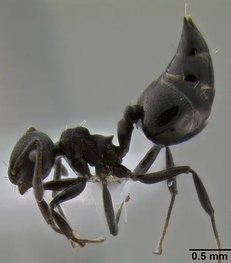 Crematogaster corvina specimen CASENT0193759 image casent0193759_3