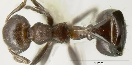 Crematogaster corvina specimen CASENT0625393 image casent0625393_1