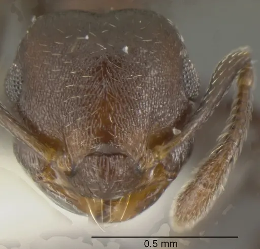 Crematogaster corvina specimen CASENT0625393 image casent0625393_2