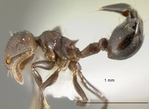 Crematogaster corvina specimen CASENT0625393 image casent0625393_3