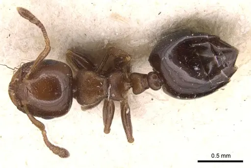 Crematogaster crassicornis specimen CASENT0904496 image casent0904496_1