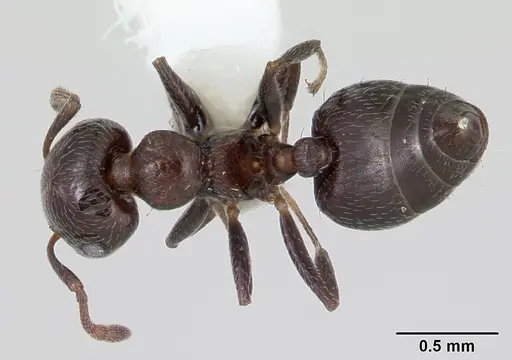 Crematogaster crinosa specimen CASENT0173935 image casent0173935_1