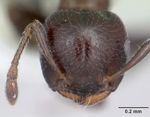 Crematogaster crinosa specimen CASENT0173935 image casent0173935_2