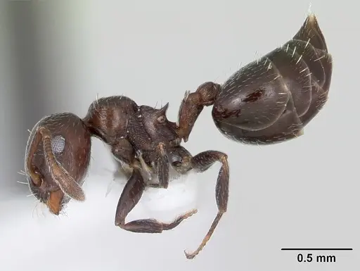 Crematogaster crinosa specimen CASENT0173935 image casent0173935_3