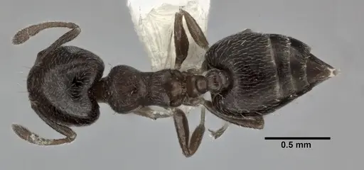 Crematogaster crinosa specimen CASENT0246031 image casent0246031_1