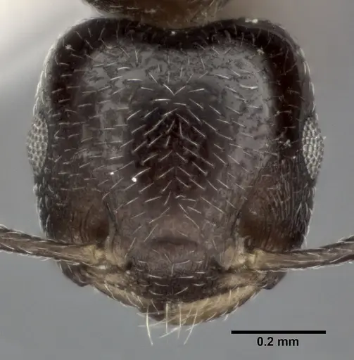 Crematogaster crinosa specimen CASENT0246031 image casent0246031_2