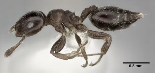 Crematogaster crinosa specimen CASENT0246031 image casent0246031_3