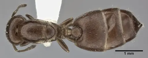 Crematogaster crinosa specimen CASENT0246032 image casent0246032_1