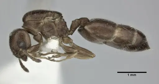 Crematogaster crinosa specimen CASENT0246032 image casent0246032_3