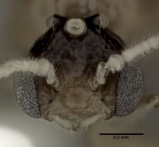 Crematogaster crinosa specimen CASENT0246033 image casent0246033_2