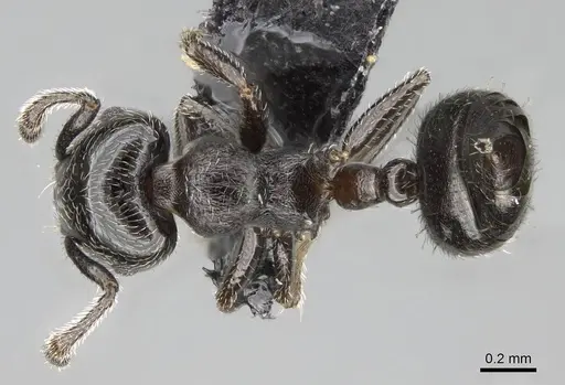 Crematogaster crinosa specimen CASENT0318474 image casent0318474_1