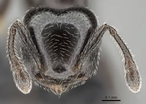 Crematogaster crinosa specimen CASENT0318474 image casent0318474_2