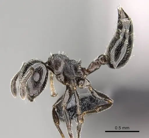 Crematogaster crinosa specimen CASENT0318474 image casent0318474_3
