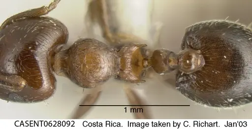 Crematogaster crinosa specimen CASENT0628092 image casent0628092_1