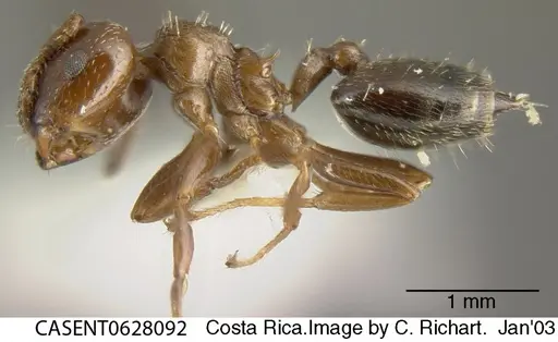 Crematogaster crinosa specimen CASENT0628092 image casent0628092_3