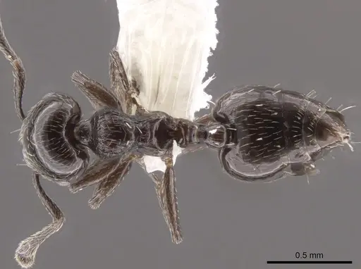 Crematogaster crinosa specimen CASENT0635776 image casent0635776_1